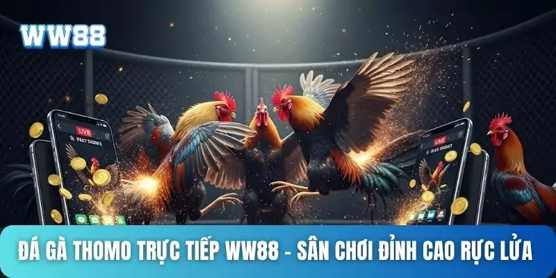 Đá Gà Thomo Trực Tiếp WW88 - Sân Chơi Đỉnh Cao Rực Lửa