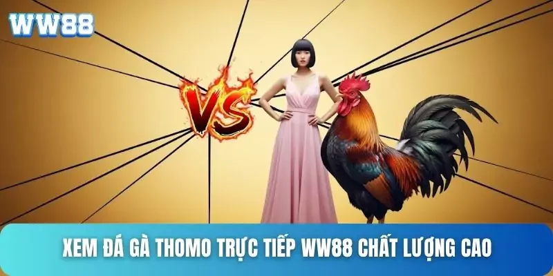 Xem đá gà thomo trực tiếp WW88 chất lượng cao Xem đá gà thomo trực tiếp WW88 chất lượng cao