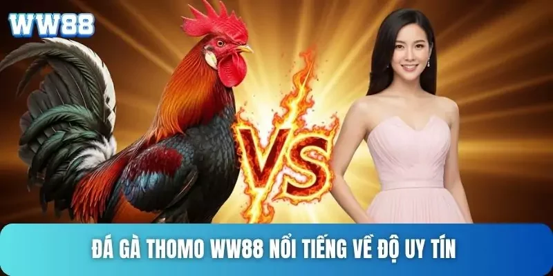 Đá gà Thomo WW88 nổi tiếng về độ uy tín Đá gà Thomo WW88 nổi tiếng về độ uy tín